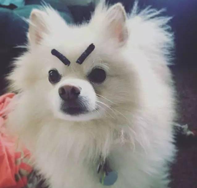 给狗狗画眉毛的视频,给狗狗画肖像笑得很开心