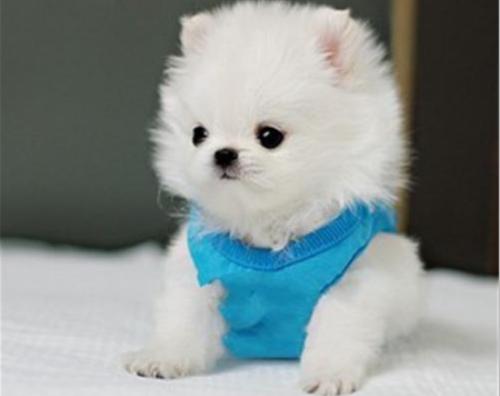 一个多月的博美拉肚子,七个月的小博美大便稀有黏液