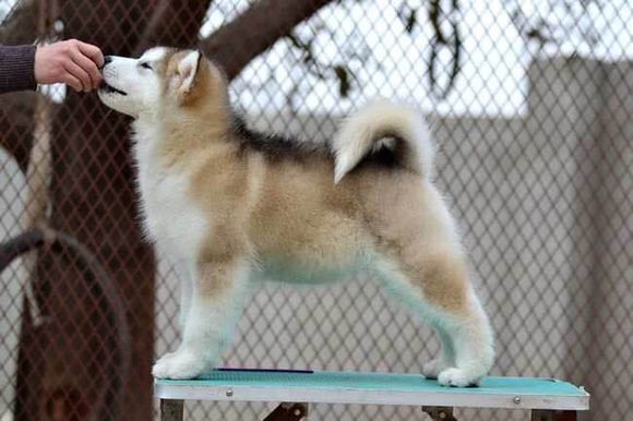 普遍的狗狗品种大全及图片,所有狗狗品种集合大全