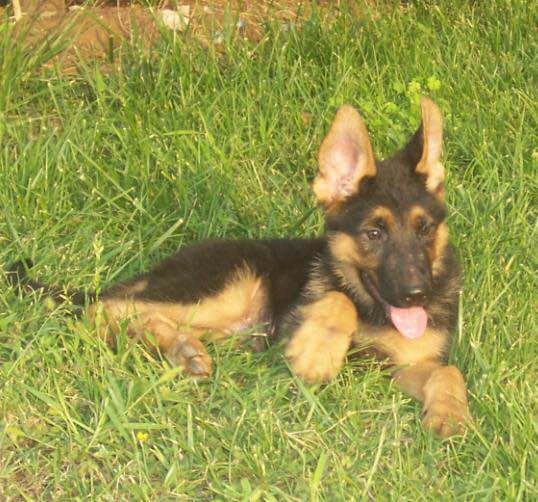 普遍的狗狗品种大全及图片,所有狗狗品种集合大全