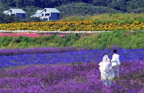 沈阳紫烟薰衣草庄园怎么样,沈阳紫烟薰衣草庄园招聘