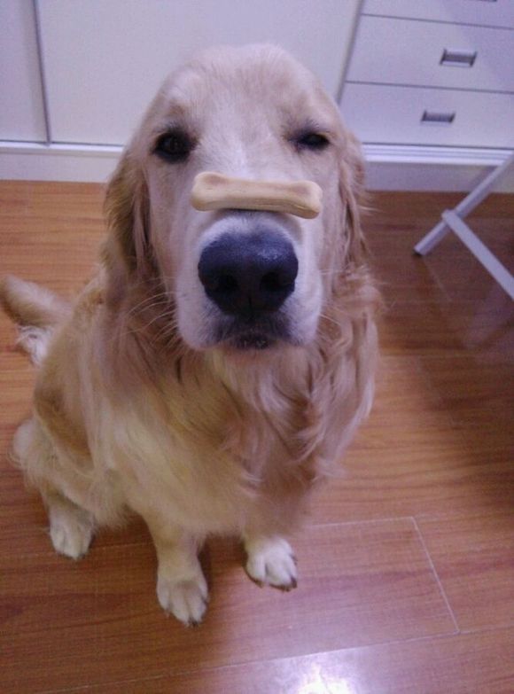 （收藏）宠物腹泻的五种情况及宠物常见病的应急方法！