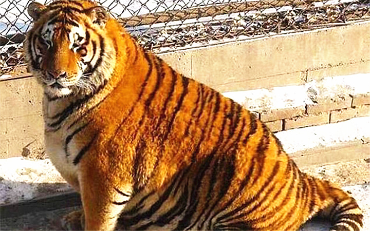 注意了养狗的人最易有这6种病,狗狗突然暴瘦是什么原因