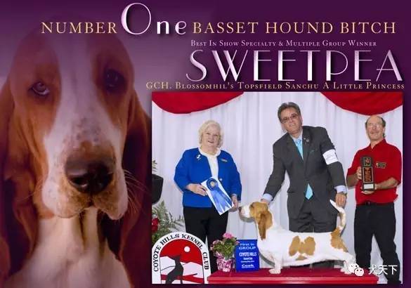 德牧登顶！BIS视频！世界第一犬展2017西敏寺赛果总汇