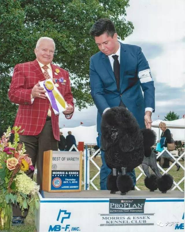 德牧登顶！BIS视频！世界第一犬展2017西敏寺赛果总汇