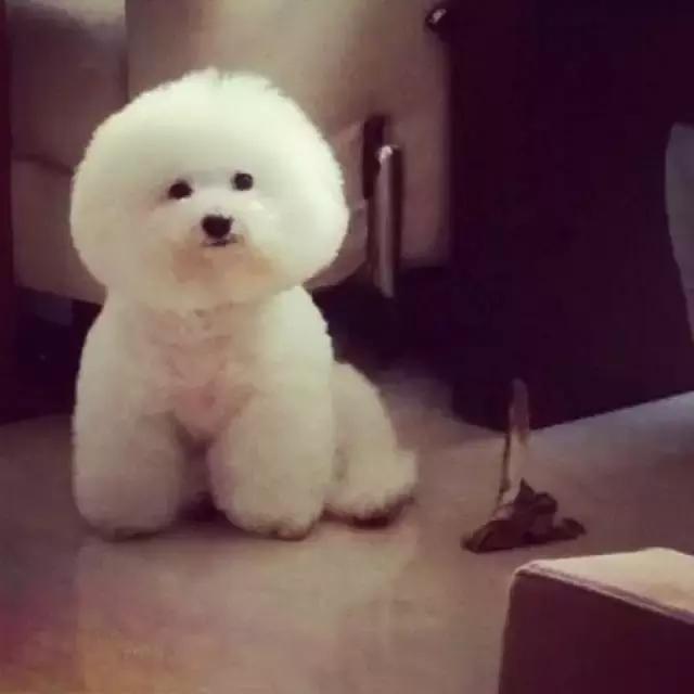 比熊犬被弃养,因伤心而自杀,太可怜了