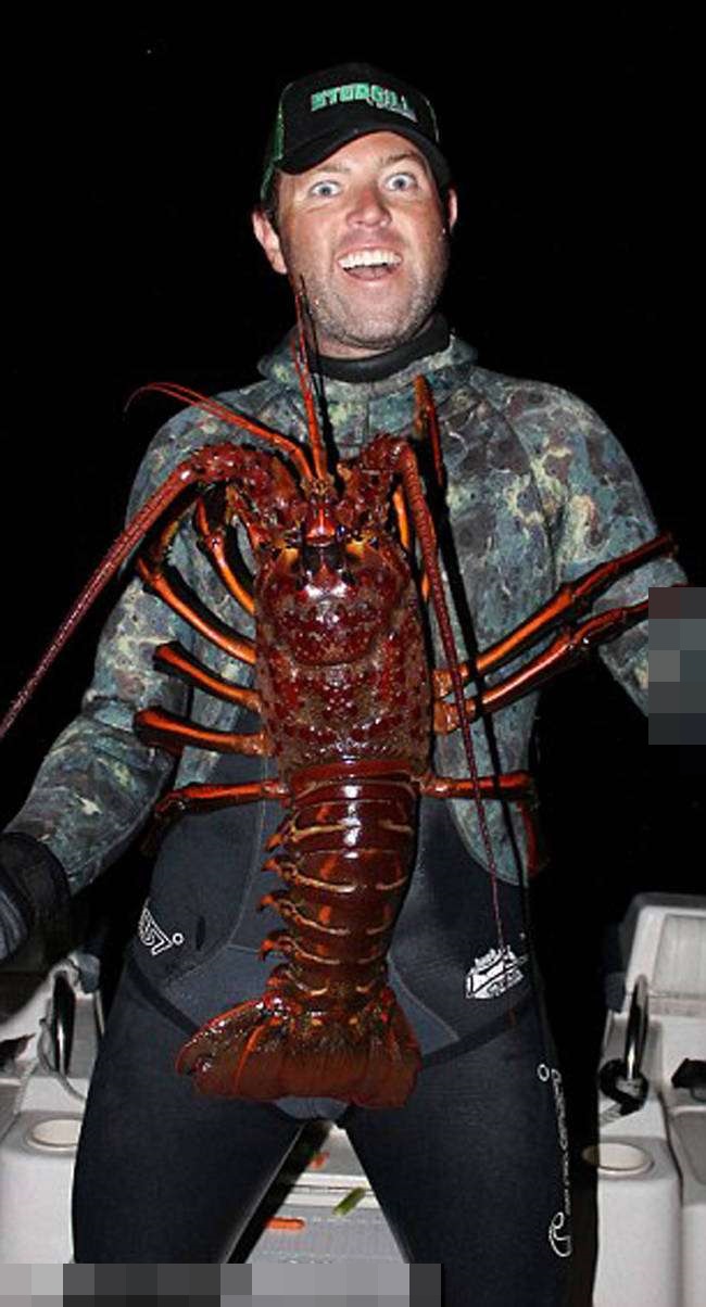 小龙虾和金毛犬,宠物巨型大龙虾