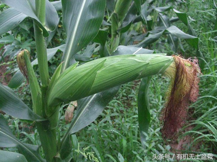 蔬菜高端大气的菜,蔬菜高端菜