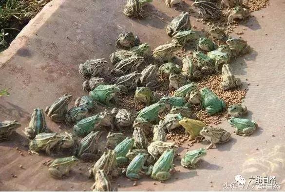 青蛙和田鸡是不是同一种动物,青蛙与虎纹蛙的区别