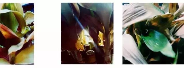 长沙人爱养什么品种的鸟,长沙人为什么喜欢养乌龟