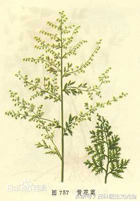 二月茵陈四月蒿包括艾蒿吗,茵陈蒿和青蒿图片