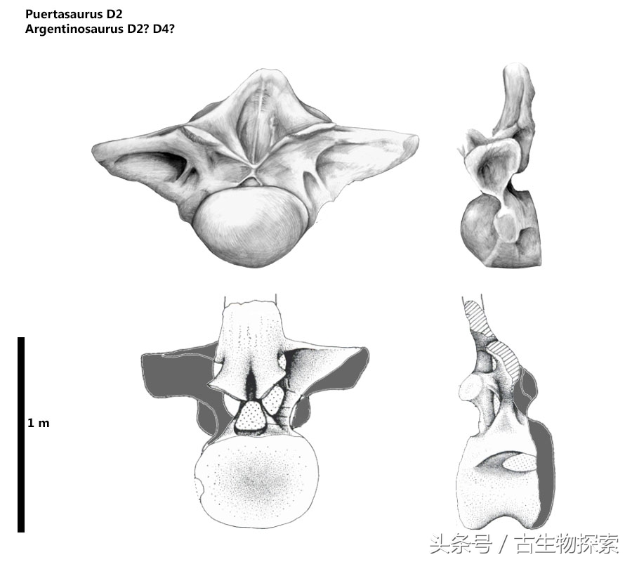 普尔塔龙恐龙视频,普尔塔龙