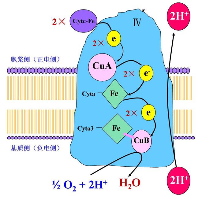 氰化物中毒是什么原理,氰化物中毒的原理