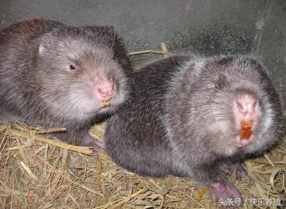 竹鼠投资前景,竹鼠一年赚多少