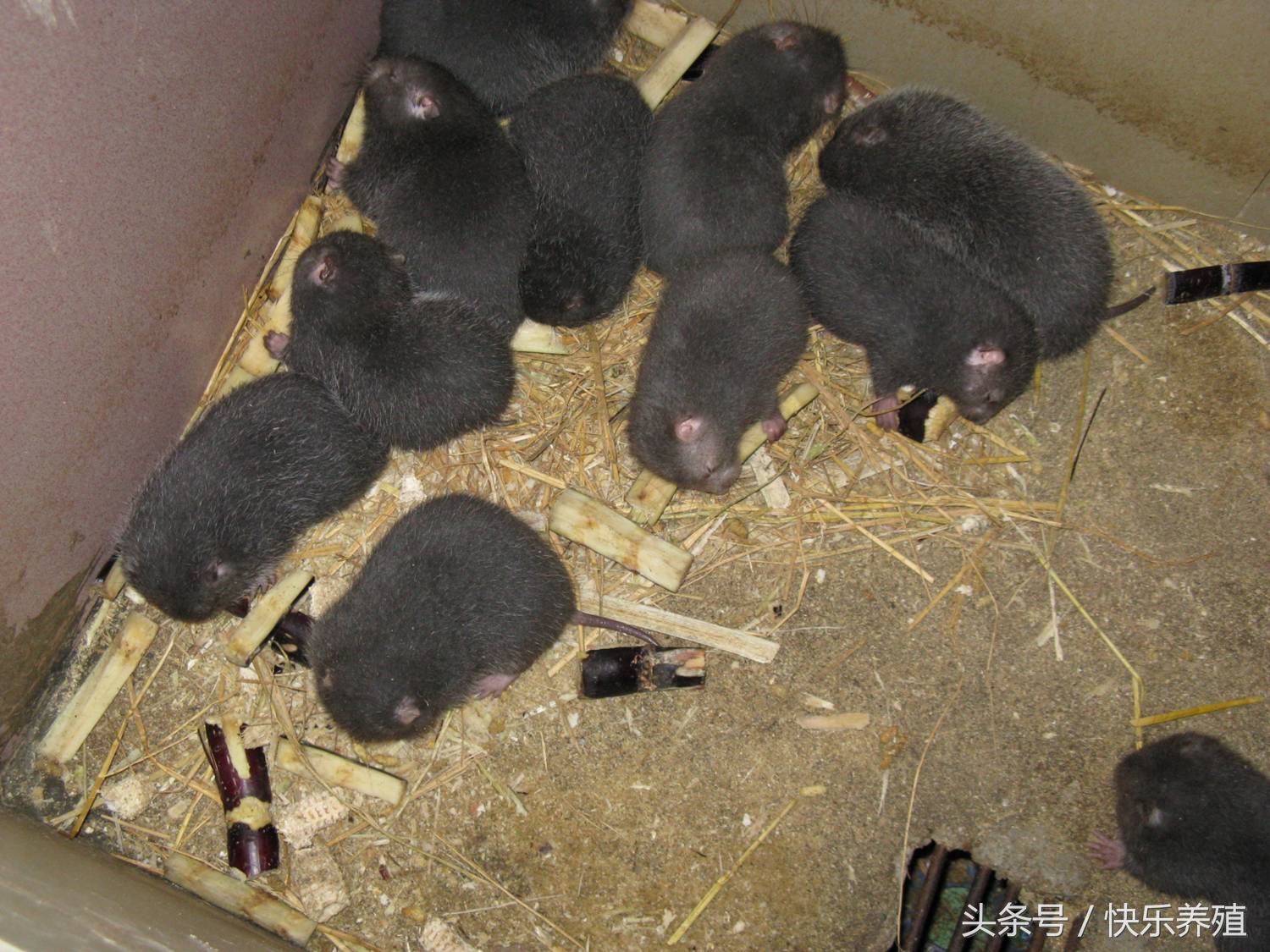养殖竹鼠的经济效益怎么样,养殖100对竹鼠建窝需要多少成本