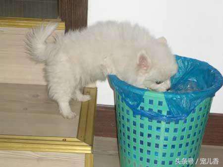 宠物缺微量元素怎么补,微量元素少却作用很大