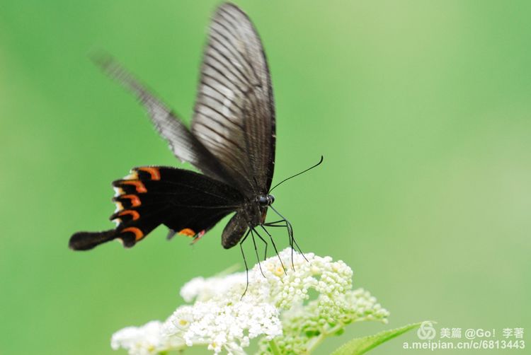 微距镜头下的昆虫视角,微距下的昆虫摄影