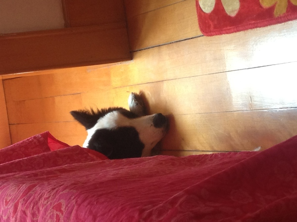 边牧这种狗到底有多聪明,边牧的智商真的有6-8岁那么高吗