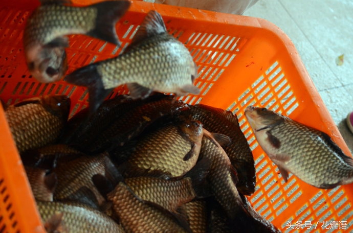 钓鱼鸡肝饵料的做法,鸡肝钓鱼绝招大全