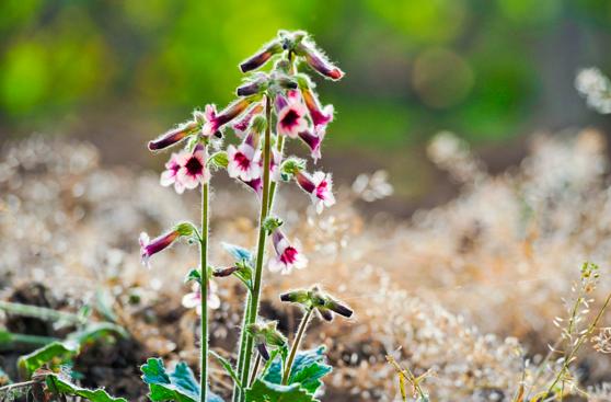 熟地黄食疗方子,熟地黄属于药食同源药物吗