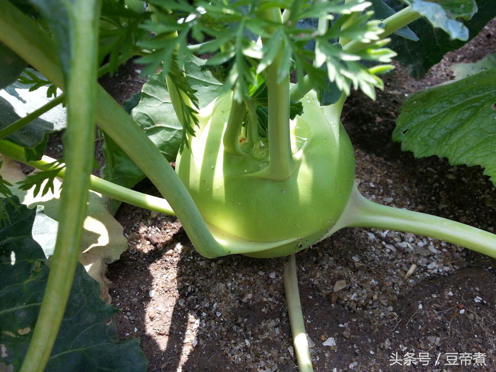 土豆木薯粉可以做什么小吃,木薯粉跟地瓜一起可以做什么小吃