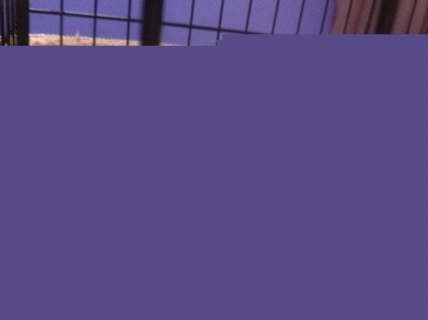 边牧这种狗到底有多聪明,边牧的智商真的有6-8岁那么高吗