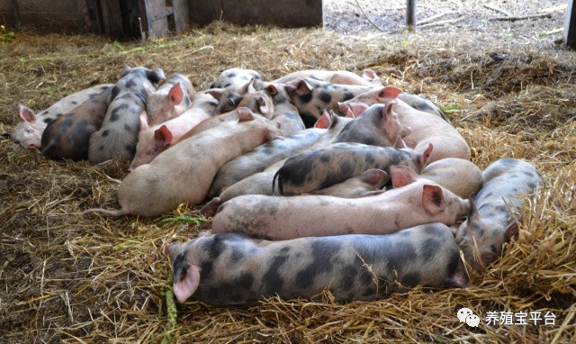 母猪产后没奶仔猪该咋办,母猪产后没奶水人工怎么喂小猪