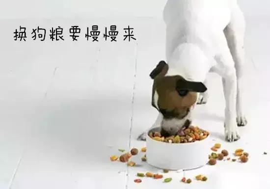 给狗狗换狗粮的正确方法,换狗粮狗狗不适应怎么办能好吗