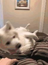 萌宠动物图鉴,萌宠萌图第591期