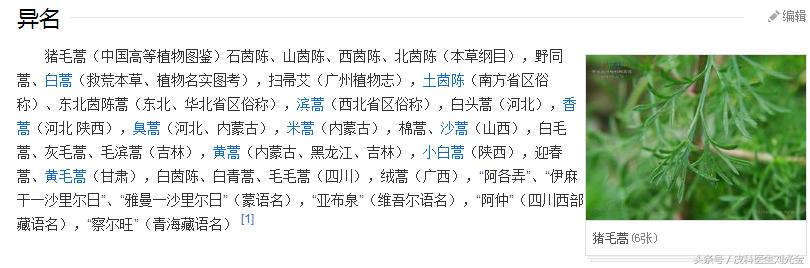 二月茵陈四月蒿包括艾蒿吗,茵陈蒿和青蒿图片