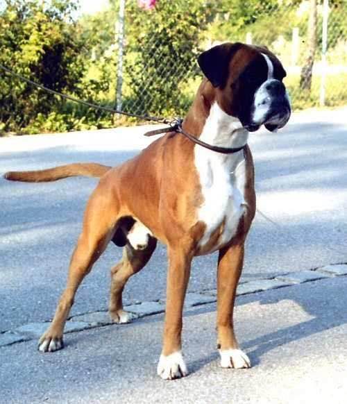 狗狗品种收集大全,收藏狗狗