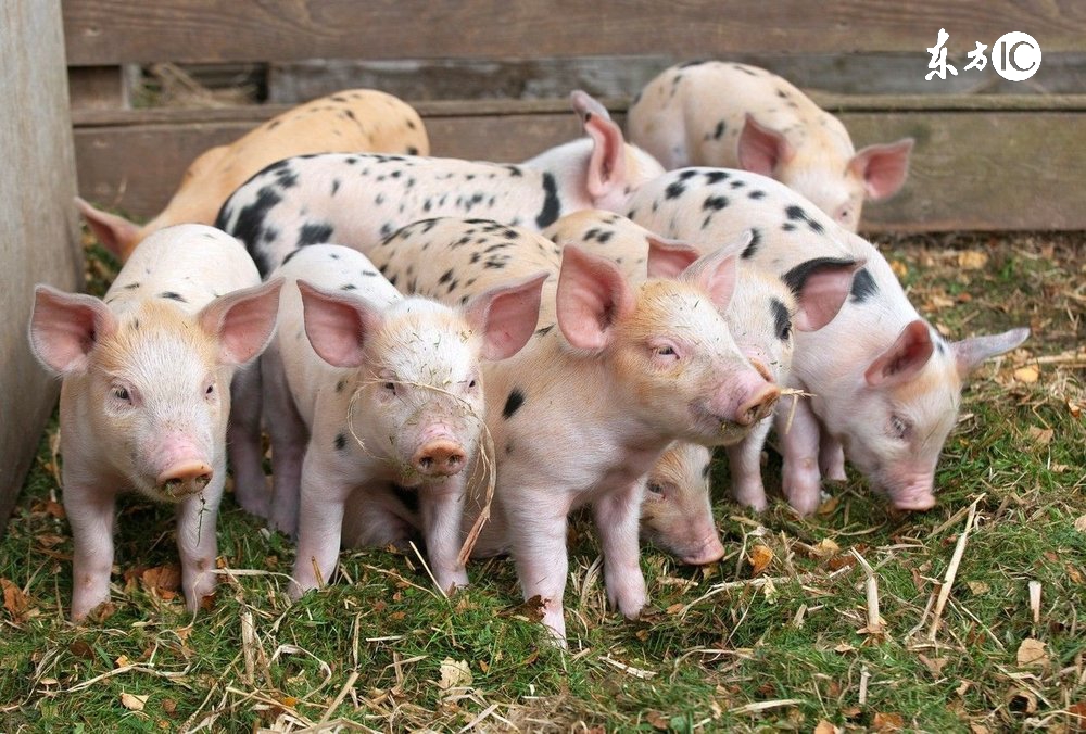 养猪人一定困扰母猪八大问题,新手养猪须知母猪出现什么反应