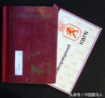 怎样挑选好的公马,公马如何选择母马