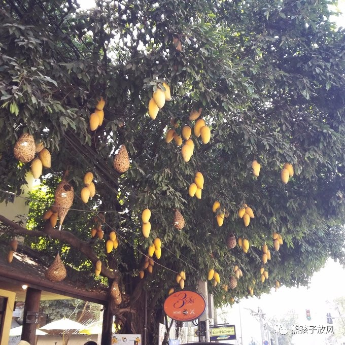 能在异国被警察抓也没谁了吧？这是我的清迈，和你去的不一样！