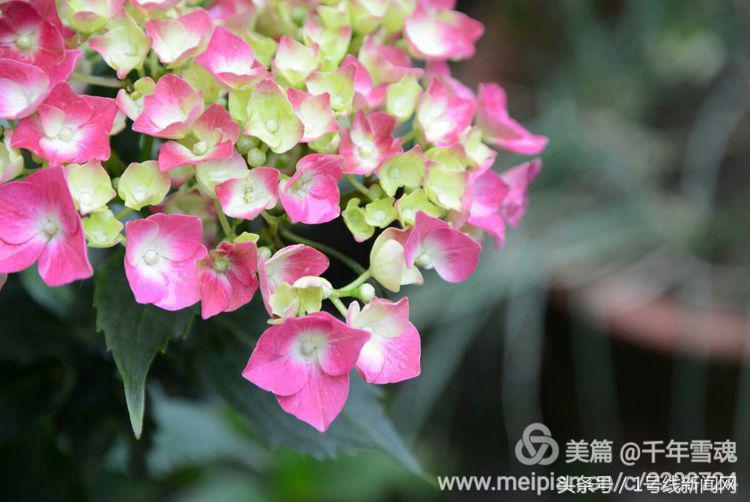 永远的余子店——文/刘宏冰