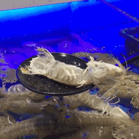 虾和龙虾的区别图解,看图识鱼类