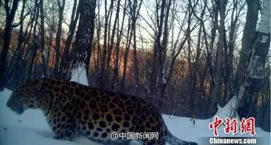 阅天下｜这28种板蓝根千万别碰！会致过敏、腹泻、脑损伤