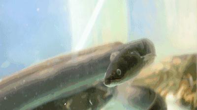 情人节教你怎么要礼物,情人节教你花式撩妹