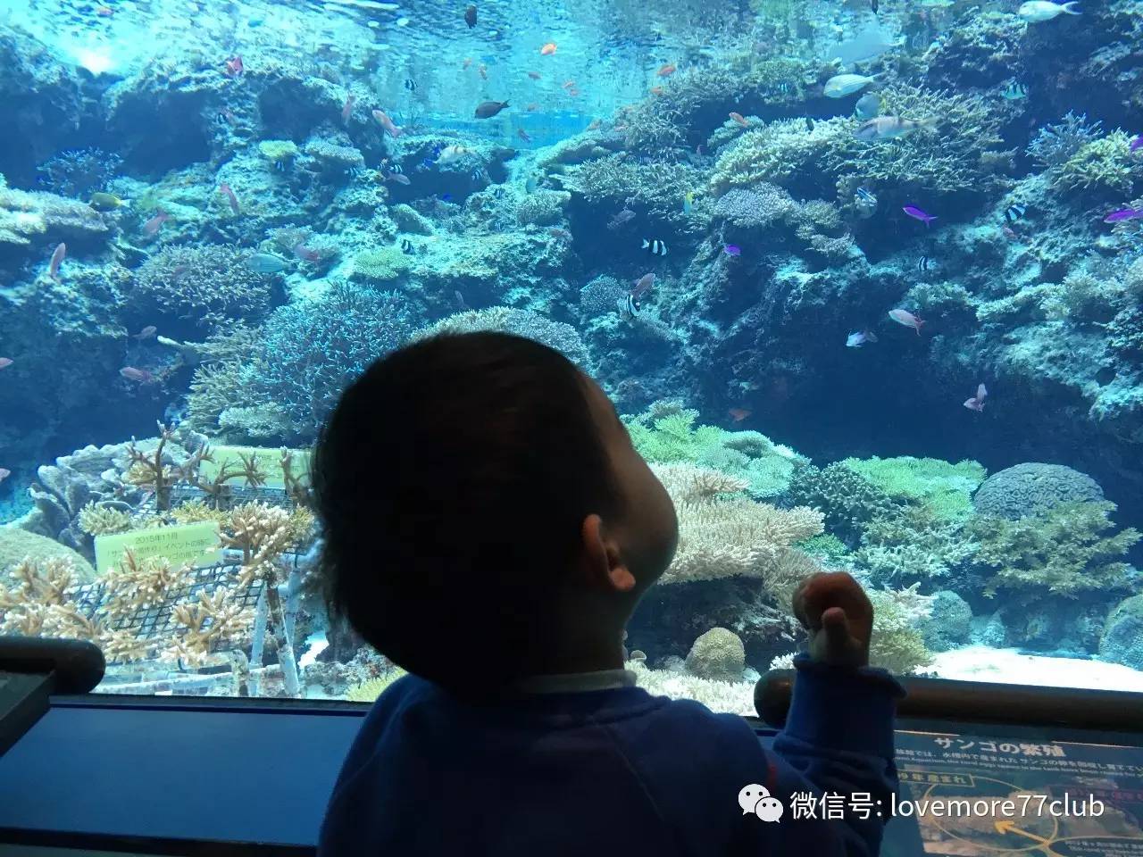 冲绳亲子自由行,成都冲绳亲子游攻略图