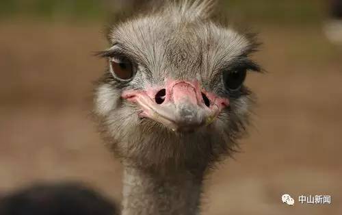 中山动物园有熊猫吗,中山公园动物园春节开放了吗