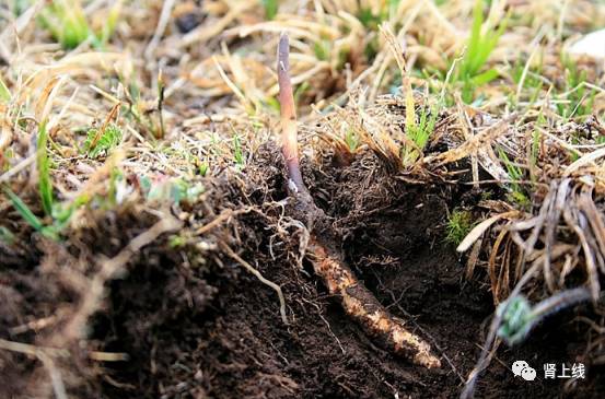 百令胶囊和金水宝治疗蛋白尿,治肾病金水宝和百令哪个好