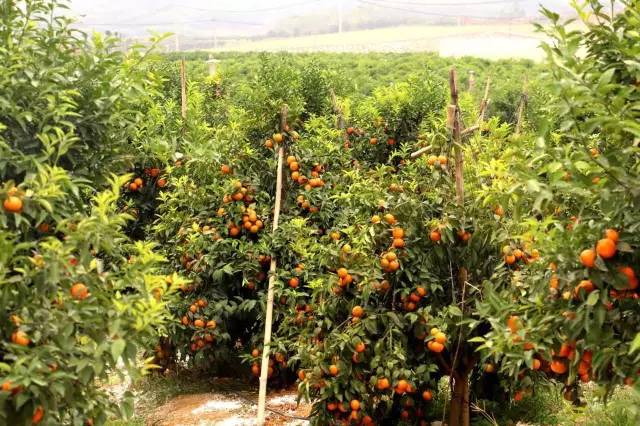 南宁游玩踏青攻略路线推荐,南宁春游赏花攻略图