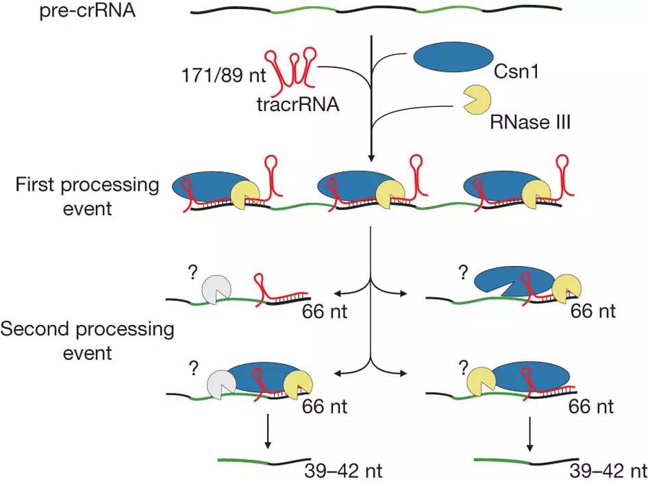 张锋基因编辑专利之争,张锋crispr
