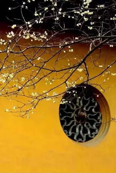 苏州园区赏梅攻略,何时去苏州赏梅最佳