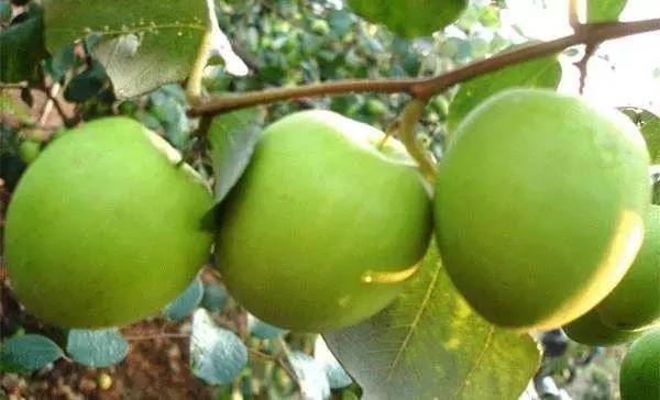 南宁游玩踏青攻略路线推荐,南宁春游赏花攻略图