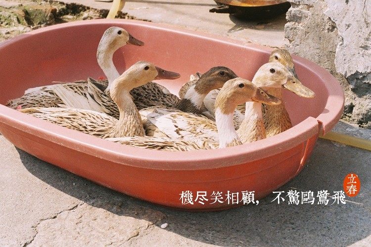 立春节气早安图片,立春美景图