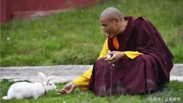 怎么请走苍蝇,怎么请人上门灭虫