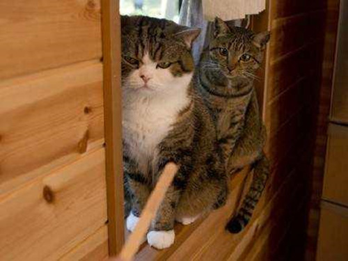 猫咪春天减肥计划表,猫咪最有效的减肥方法