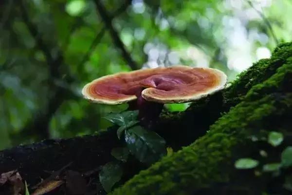 刘虎岐:想要种中草药赚钱,你先得了解它们!