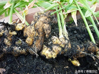 一个盆里能栽几棵君子兰,一个盆里能种两棵君子兰吗